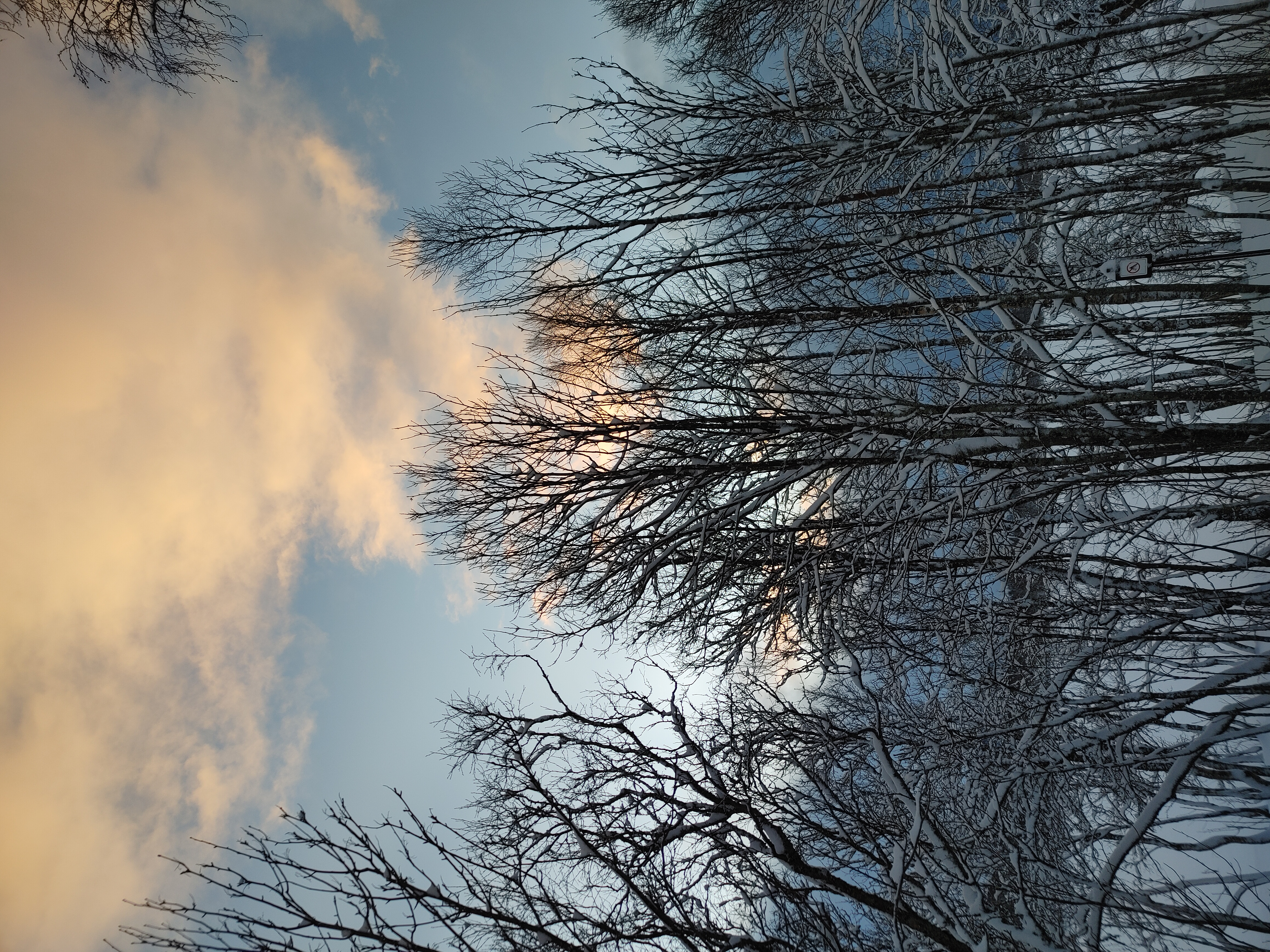 Winter in Tromso, Norway. Photo taken in Prestvannet with the view of snow covered trees